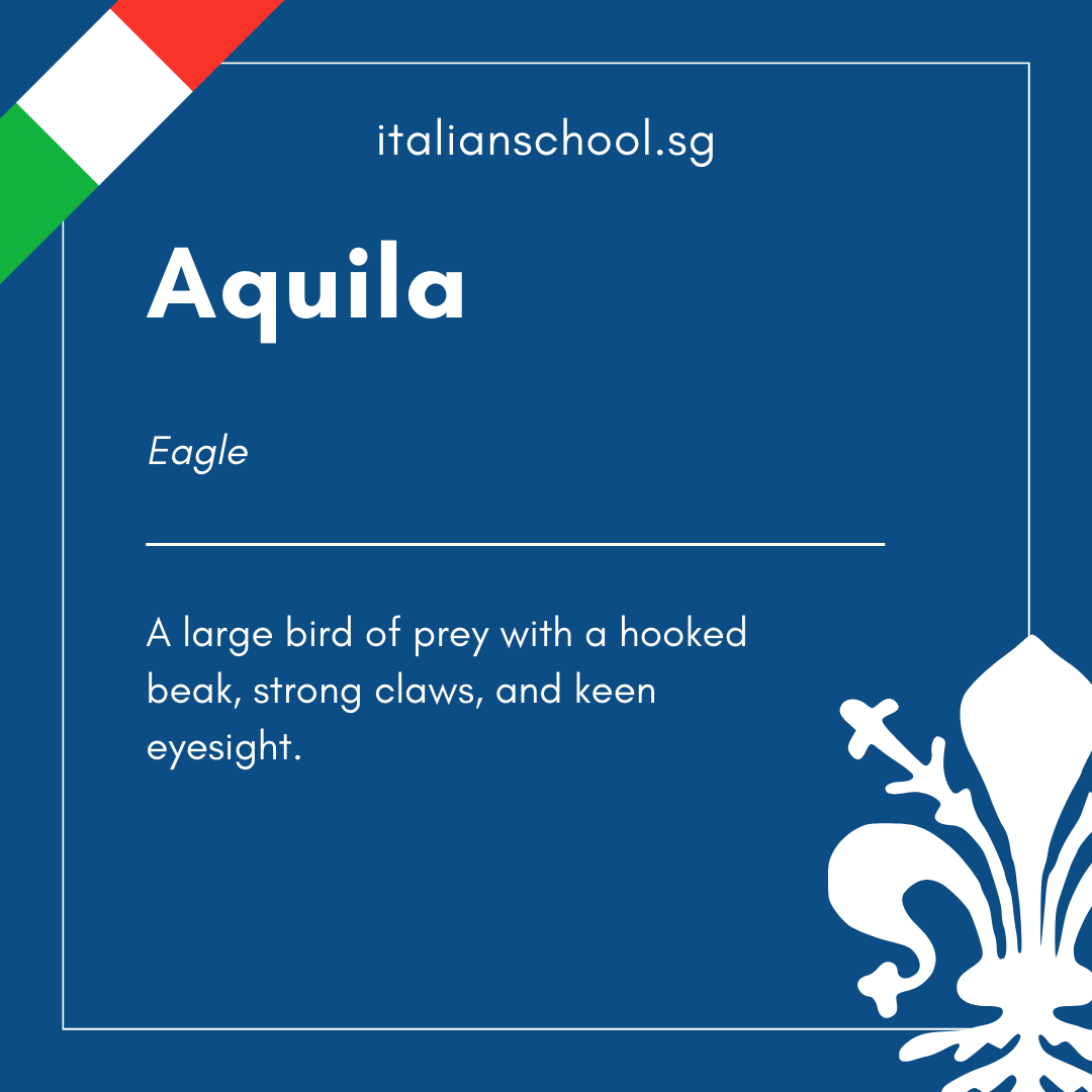 Aquila